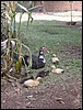 Brazil05 200.jpg