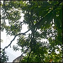 IMG_6690a.jpg