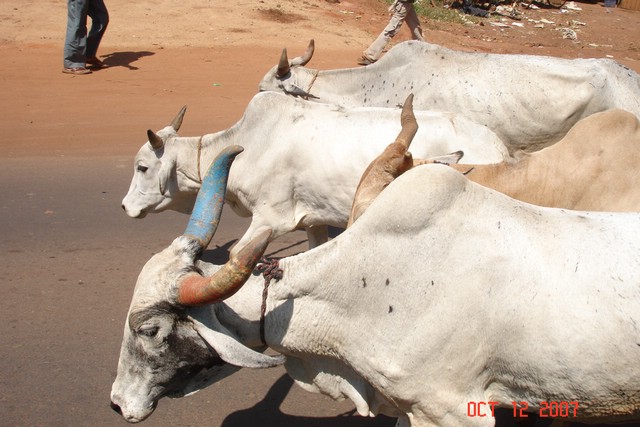 India 10-2007 205.jpg