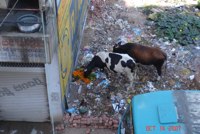 India 10-2007 319.jpg