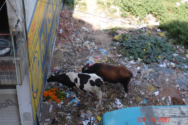 India 10-2007 321.jpg