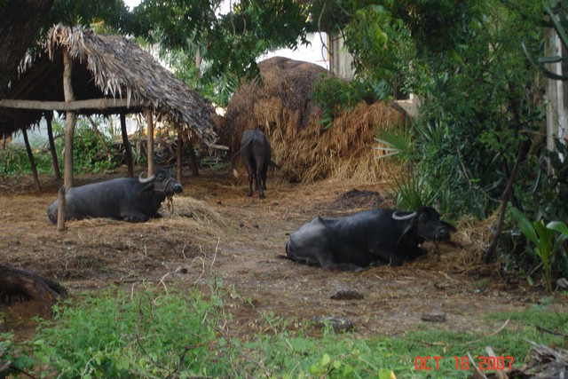 India 10-2007 491.jpg