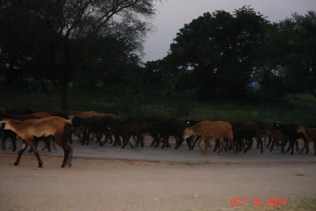 India 10-2007 540.jpg