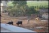 India 10-2007 236.jpg