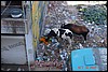 India 10-2007 319.jpg