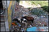 India 10-2007 321.jpg