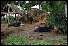 India 10-2007 491.jpg