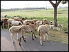 IMG_0911.jpg