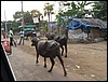 IMG_0918.jpg