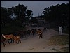  DSCF0387.JPG