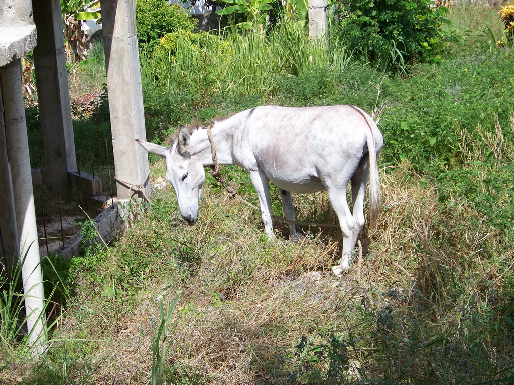 100_0661.jpg