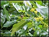 100_0775.jpg