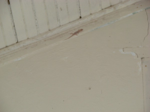 DSC00170.JPG