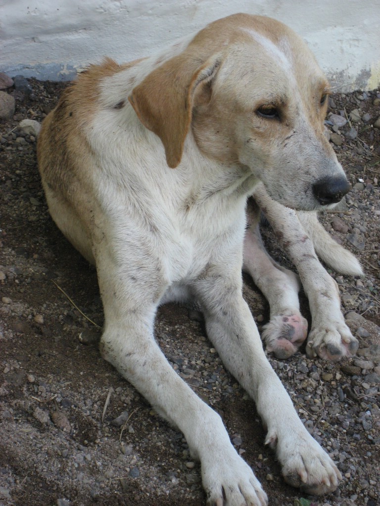 Jamaica Aug2006 188.jpg