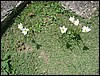DSC05107.JPG