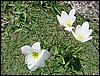 DSC05108.JPG