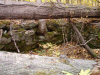 cellar_hole_small.jpg (12571 bytes)