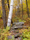 stone_wall_woods1_small.jpg (23131 bytes)