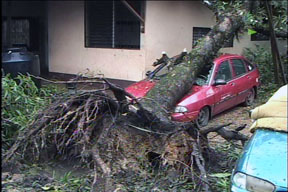 tree on car