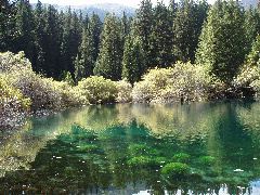 Famous Green Water