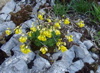 FleurDeDentDoche