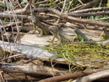 lagoon critters