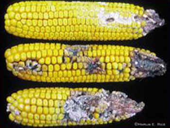 WBC Damage