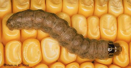 WBC Larvae