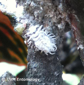 Mealybug