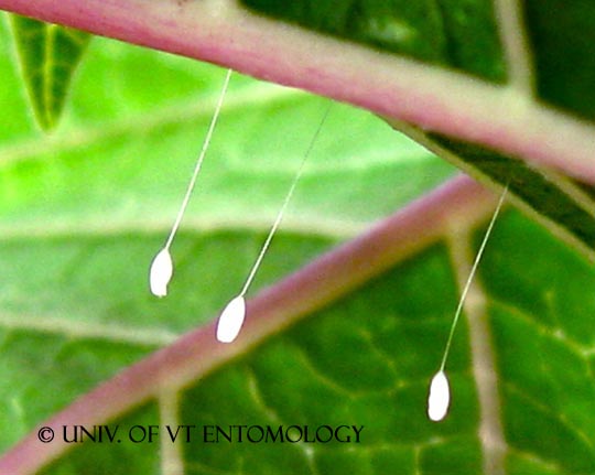 Lacewing Eggs