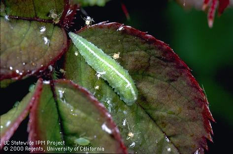 Syrphid Larvae