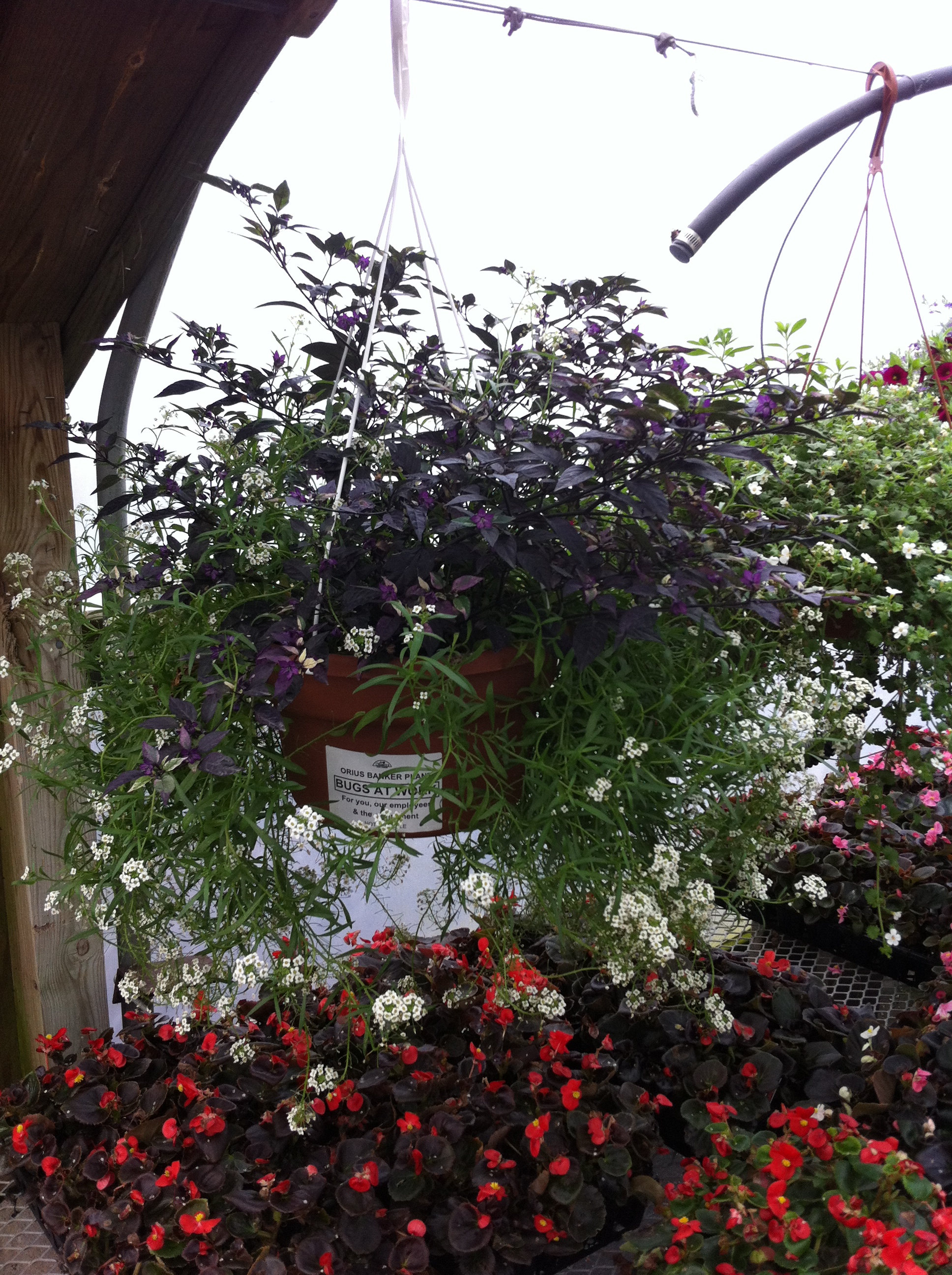 alyssum pepper habitat pot