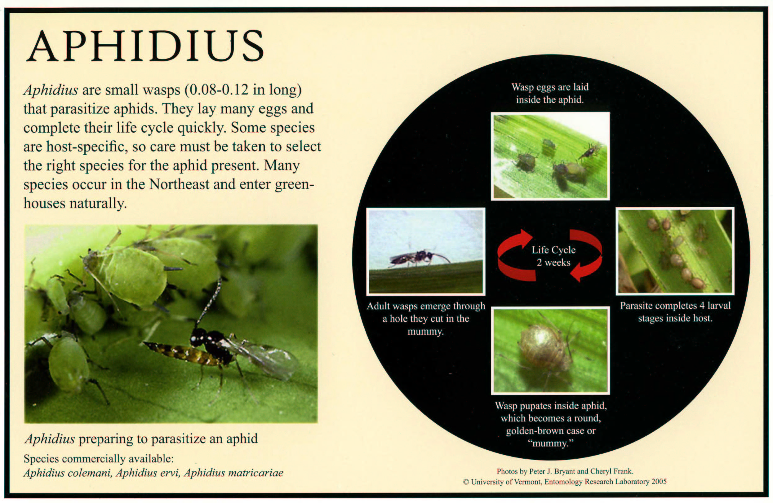 Aphidius