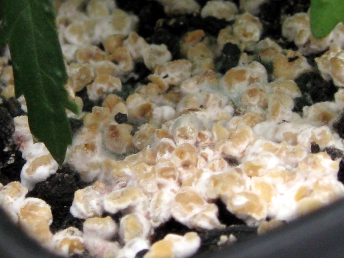 Fungal granulars in potting soil