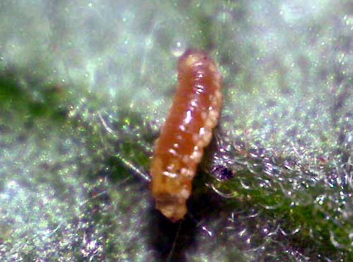 Feltiella maggot