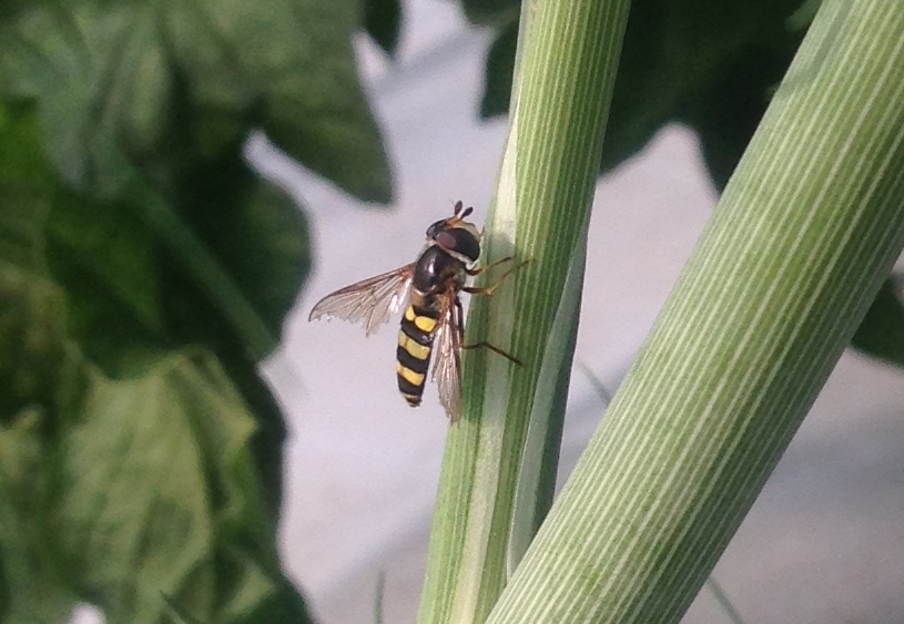 syrphid adult