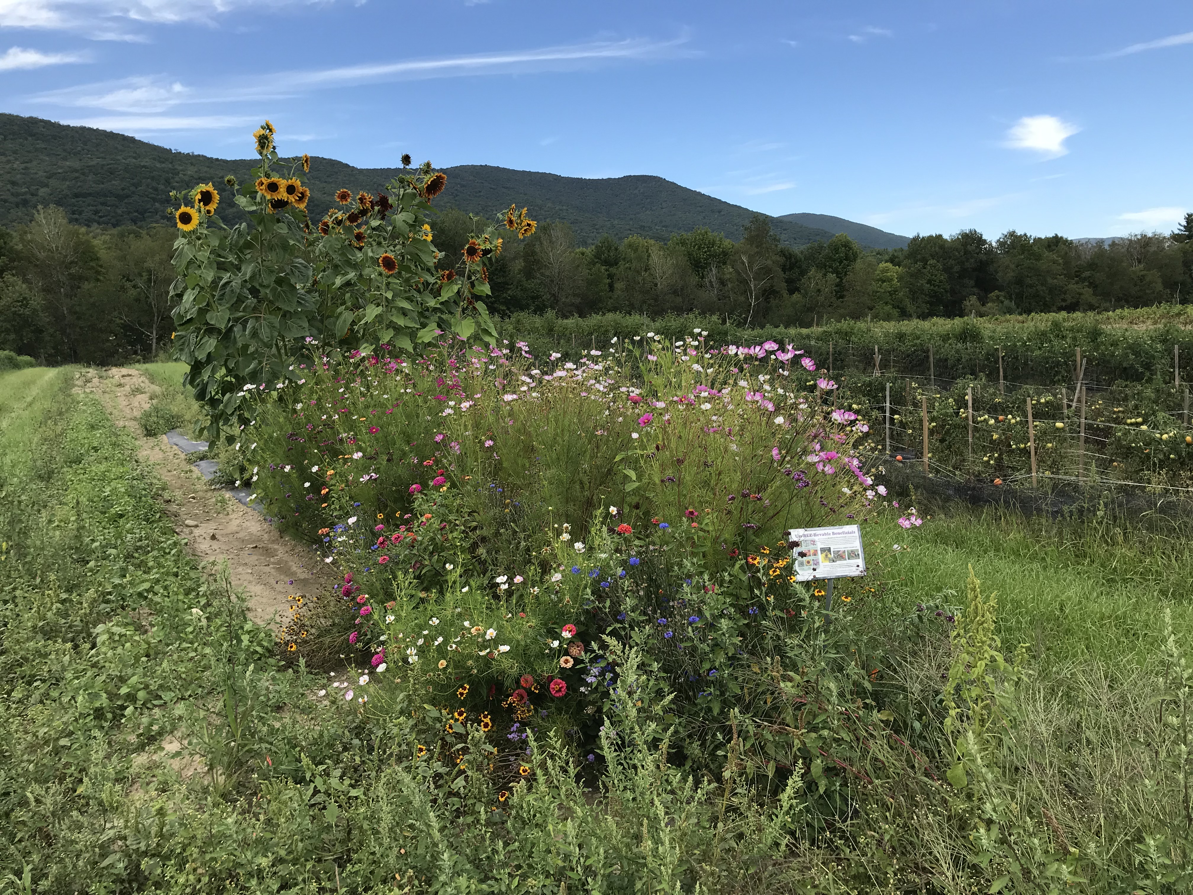 habitat planting in field vegetables VT pollinators