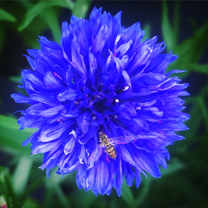 syrphid fly on cornflower