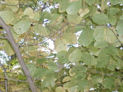 PA150018