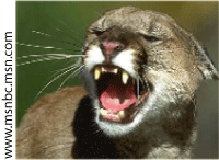 Catamount