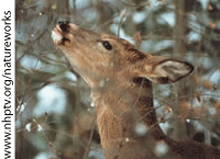 White-Tailed Deer