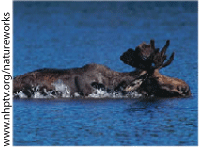 Moose