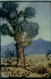 Joshua Tree.jpg (91568 bytes)