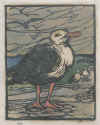 Sea Gull.jpg (59865 bytes)