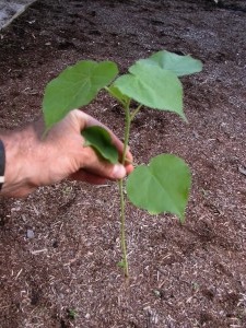Velvet Leaf