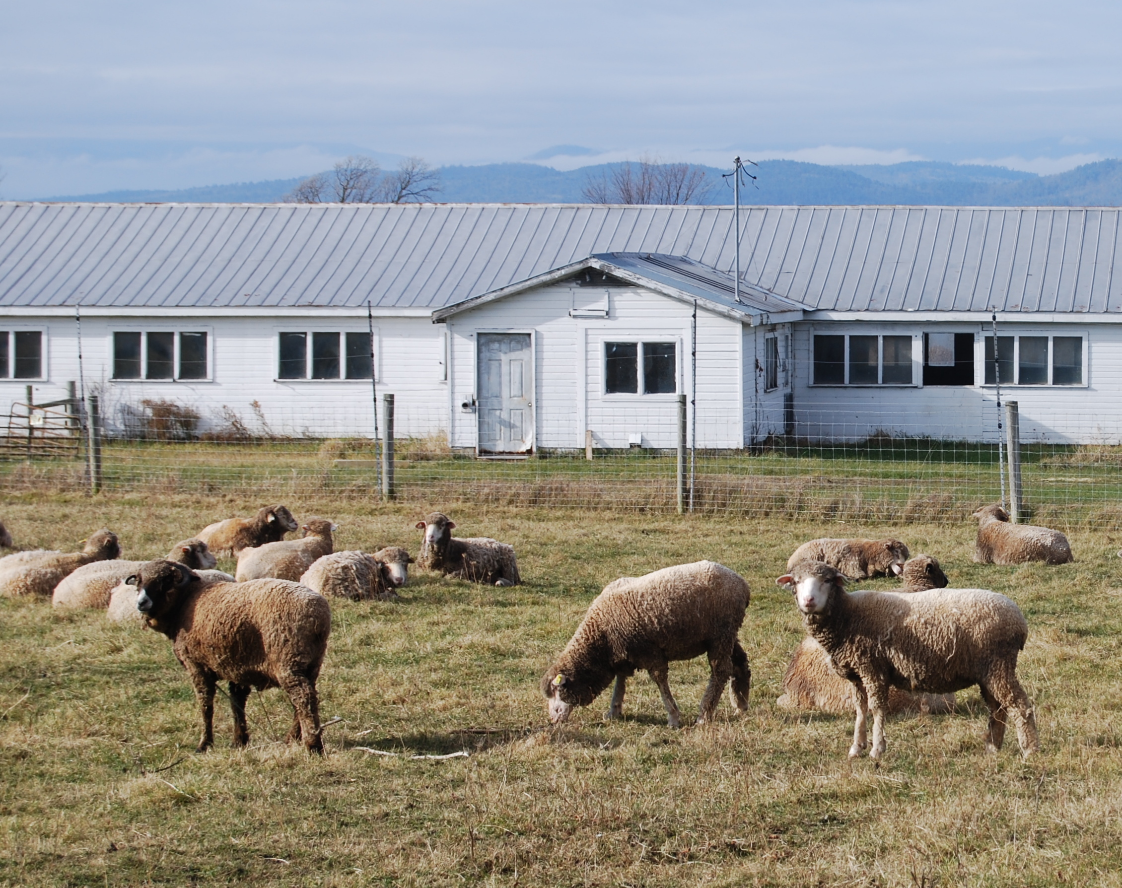 merino sheep