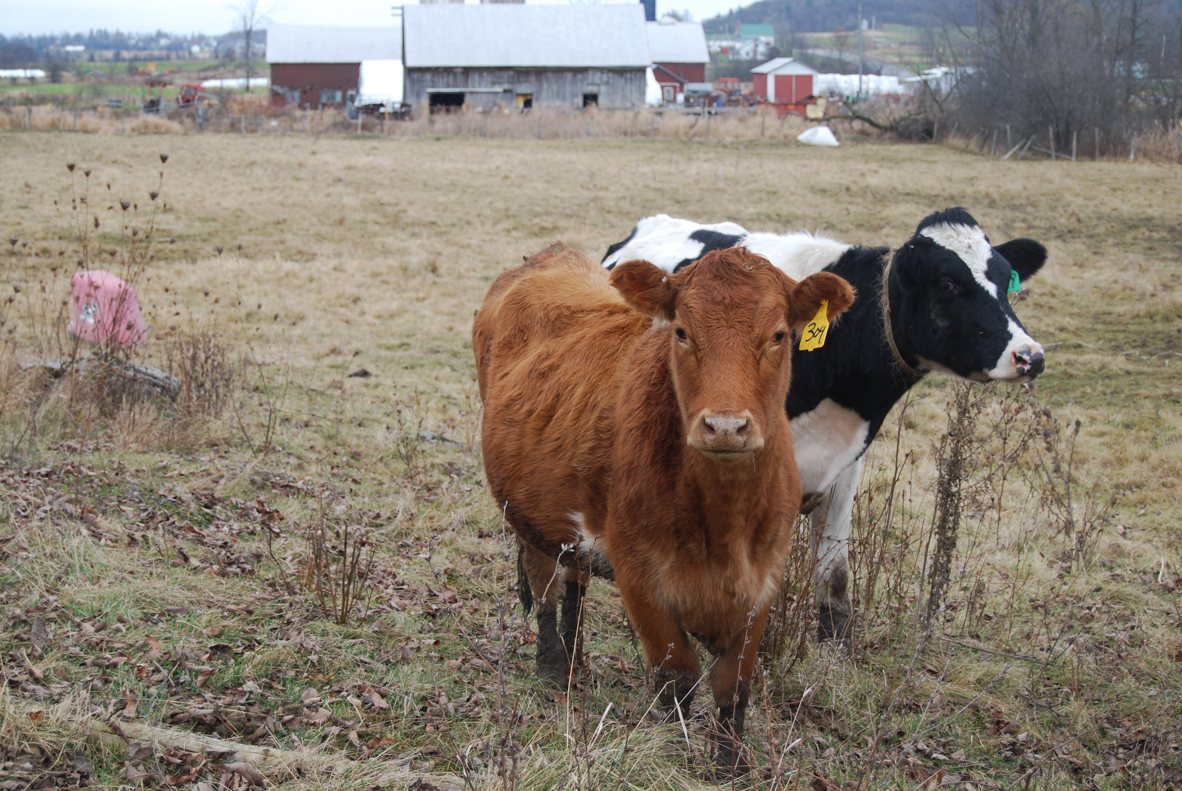 Dairy cows