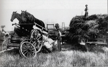 Morgan horses working on the Chapin Farm