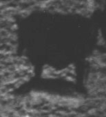 COW AND IT'S SHADOW