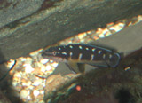 Julidochromis transcriptus in rocks